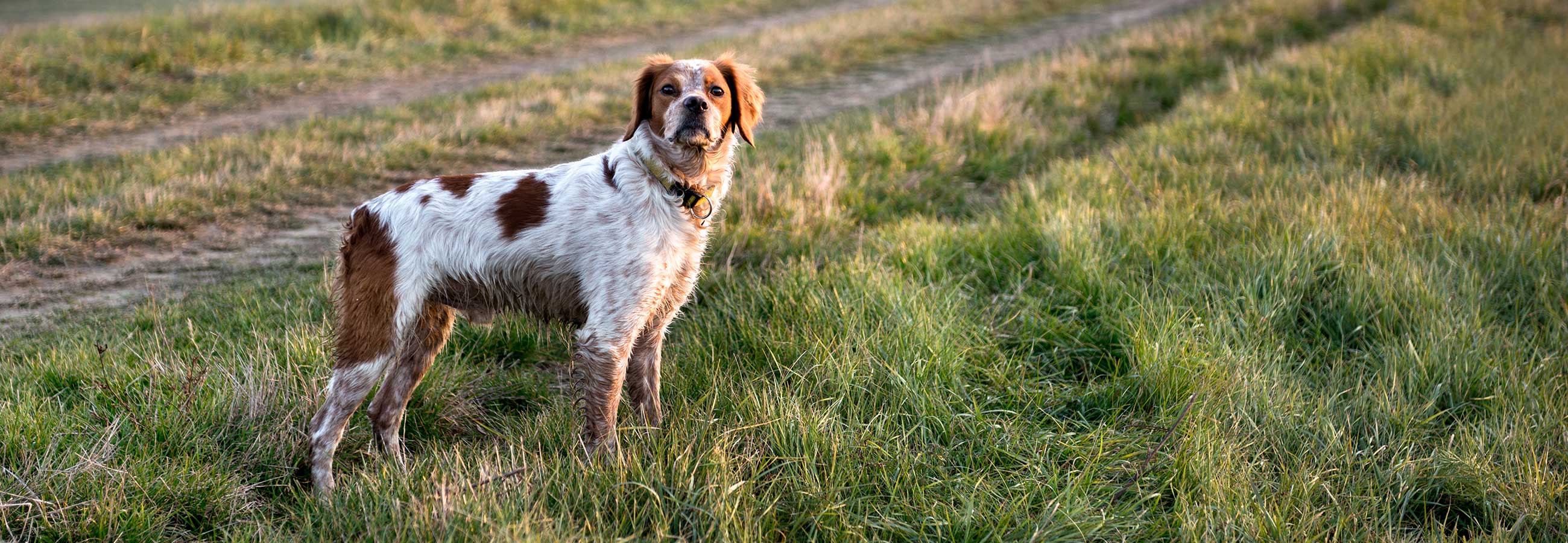 Hunting bird dog standing in a field at sunrise