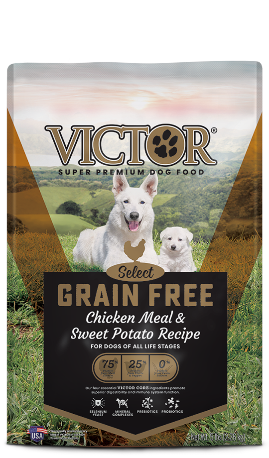 dog food with grain brands